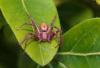 Philodromus sp.